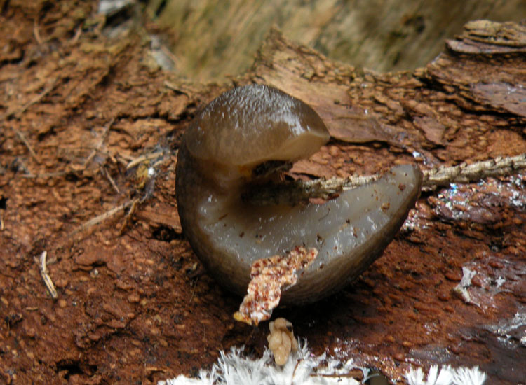 Limax montanus da Trentino occidentale - Dolomiti del Brenta